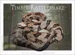 Timber Rattlesnake - Unisex classic tee - Image 2
