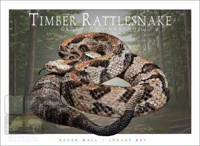 Timber Rattlesnake - Unisex classic tee - Image 2