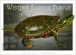 Western Painted Turtle - Unisex classic tee - Image 2