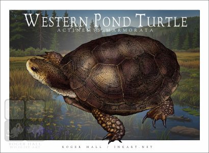 Western Pond Turtle - Unisex classic tee - Image 2