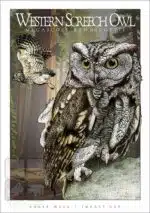 Western Screech Owl - Unisex classic tee - Image 2