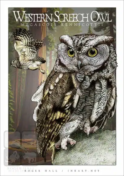 Western Screech Owl - Unisex classic tee - Image 2