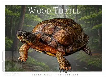 Wood Turtle - Unisex classic tee - Image 2