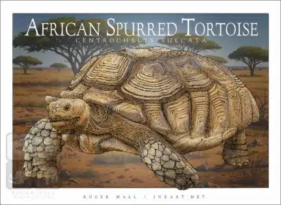 African Spurred Tortoise - Unisex classic tee - Image 2