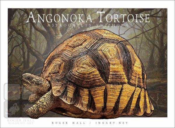 Angonoka Tortoise - Unisex classic tee - Image 2