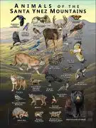 Animals of the Santa Ynez Mountains poster print