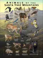 Animals of the Santa Ynez Mountains poster print