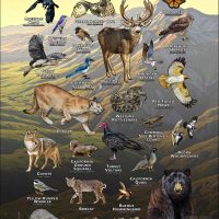 Animals of the Santa Ynez Mountains poster print