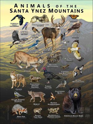 Animals of the Santa Ynez Mountains poster print