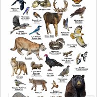 Animals of the Santa Ynez Mountains poster print