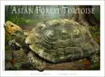 Asian Forest Tortoise - Unisex classic tee - Image 2