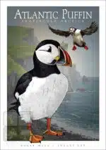 Atlantic Puffin - Unisex classic tee - Image 2