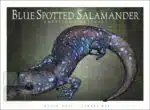 Blue-Spotted Salamander - Unisex classic tee - Image 2