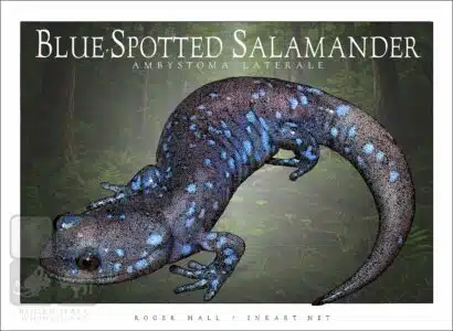 Blue-Spotted Salamander - Unisex classic tee - Image 2