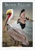 Brown Pelican - Unisex classic tee - Image 2