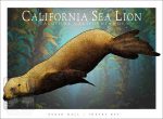 California Sea Lion - Unisex classic tee - Image 2