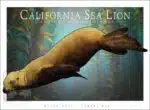 California Sea Lion - Unisex classic tee - Image 2