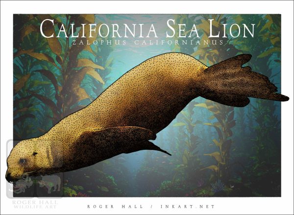 California Sea Lion - Unisex classic tee - Image 2