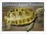 Central Asian Tortoise - Unisex classic tee - Image 2