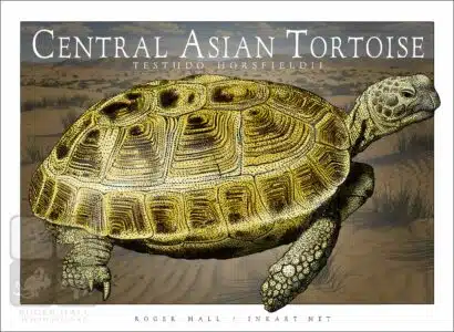 Central Asian Tortoise - Unisex classic tee - Image 2
