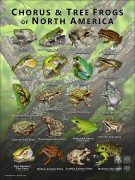 Chorus and Tree Frogs of North America poster print