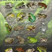 Chorus and Tree Frogs of North America poster print