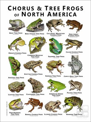 Chorus and Tree Frogs of North America poster print