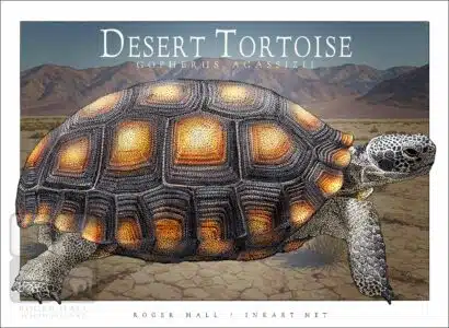 Desert Tortoise - Unisex classic tee - Image 2