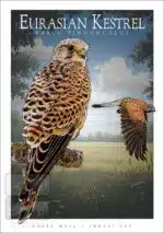 Eurasian Kestrel - Unisex classic tee - Image 2