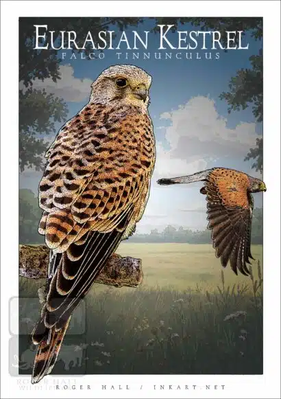 Eurasian Kestrel - Unisex classic tee - Image 2