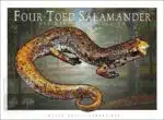Four-Toed Salamander - Unisex classic tee - Image 2