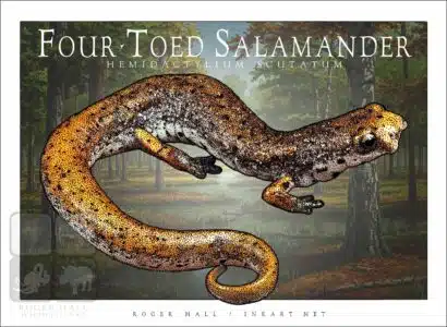 Four-Toed Salamander - Unisex classic tee - Image 2