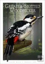 Greater Spotted Woodpecker - Unisex classic tee - Image 2