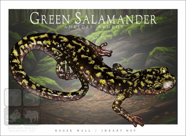 Green Salamander - Unisex classic tee - Image 2