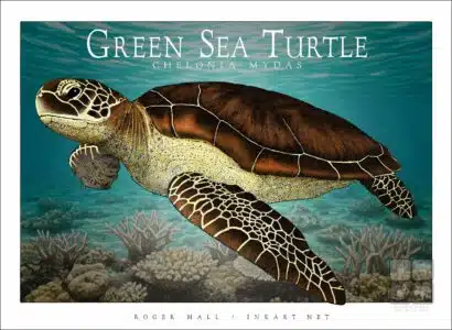 Green Sea Turtle - Unisex classic tee - Image 2