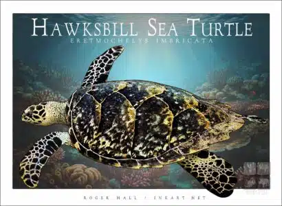 Hawksbill Sea Turtle - Unisex classic tee - Image 2