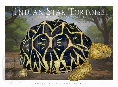 Indian Star Tortoise - Unisex classic tee - Image 2