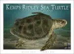 Kemp's Ridley Sea Turtle - Unisex classic tee - Image 2