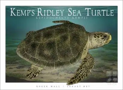 Kemp's Ridley Sea Turtle - Unisex classic tee - Image 2