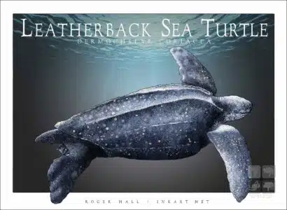 Leatherback Sea Turtle - Unisex classic tee - Image 2