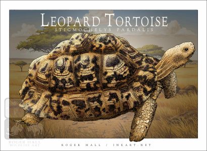 Leopard Tortoise - Unisex classic tee - Image 2