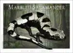 Marbled Salamander - Unisex classic tee - Image 2