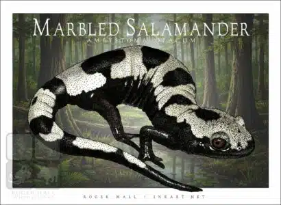 Marbled Salamander - Unisex classic tee - Image 2