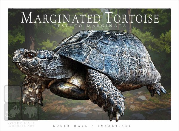 Marginated Tortoise - Unisex classic tee - Image 2