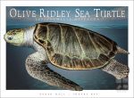 Olive Ridley Sea Turtle - Unisex classic tee - Image 2