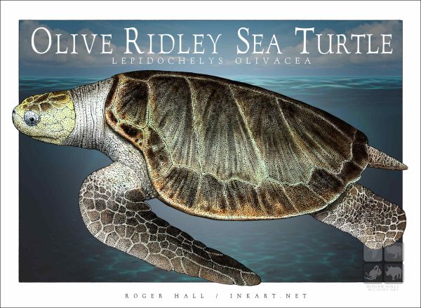 Olive Ridley Sea Turtle - Unisex classic tee - Image 2
