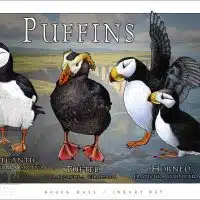 Poster design featuring all living species of puffin