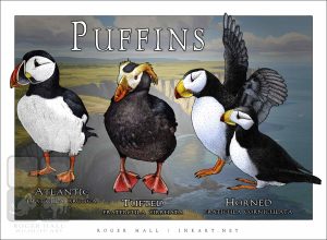 Poster design featuring all living species of puffin