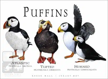 Poster design featuring all living species of puffin