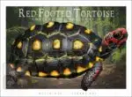 Red-Footed Tortoise - Unisex classic tee - Image 2
